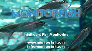 monitorfish